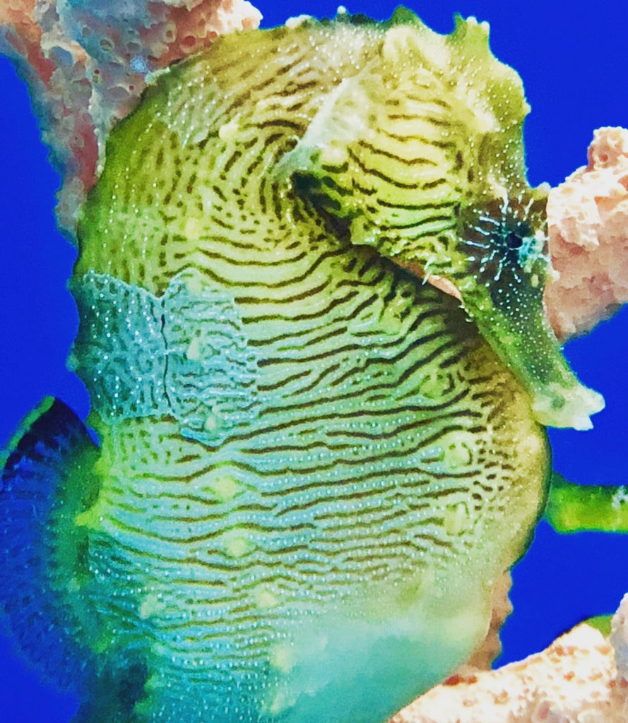 Understanding Gas Bubble Disease in Seahorses-How to Treat and Prevent