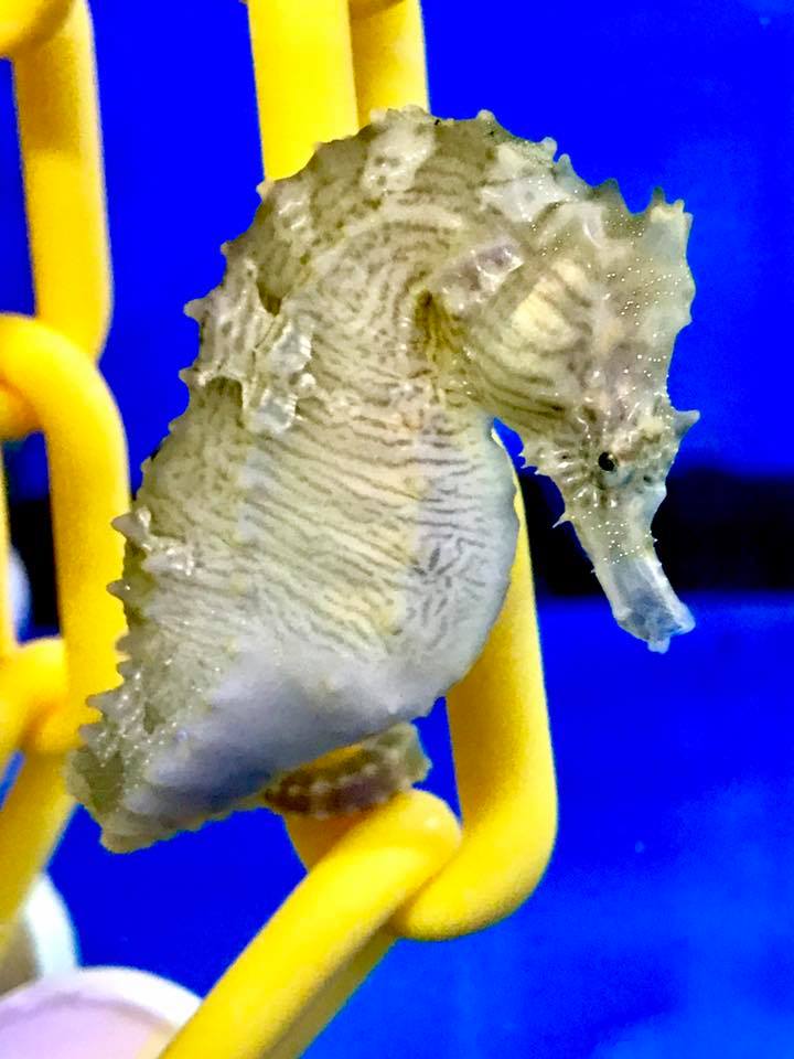 Acclimating Your New Seahorse to Your Aquarium