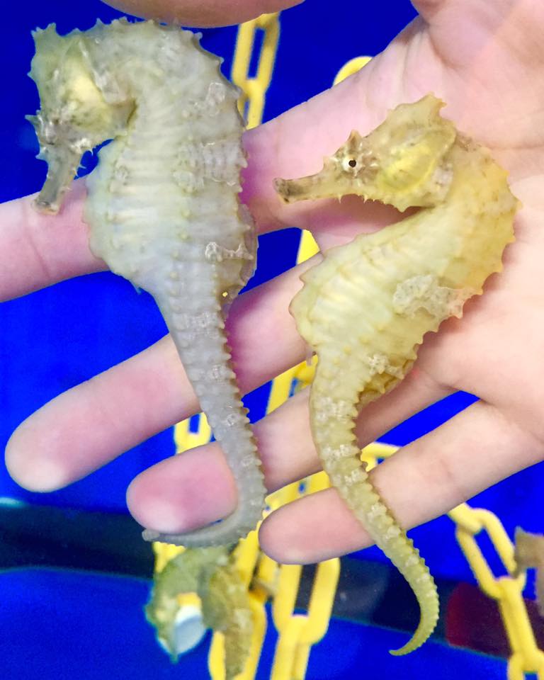 How to Sex a Seahorse