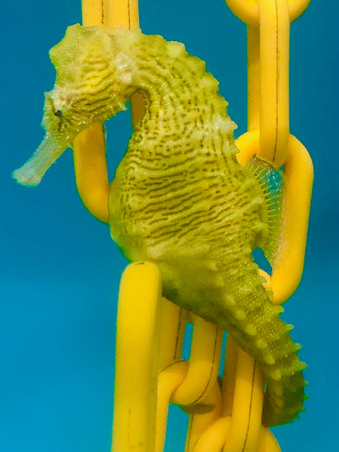 What to Expect with New Seahorse Arrivals