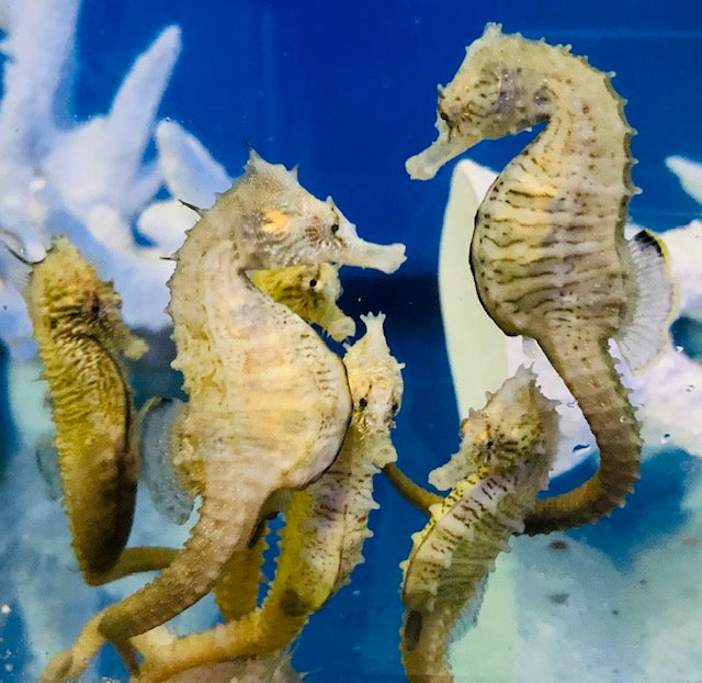 A New Seahorse Variety at our Farm-Northern H. erectus Seahorses