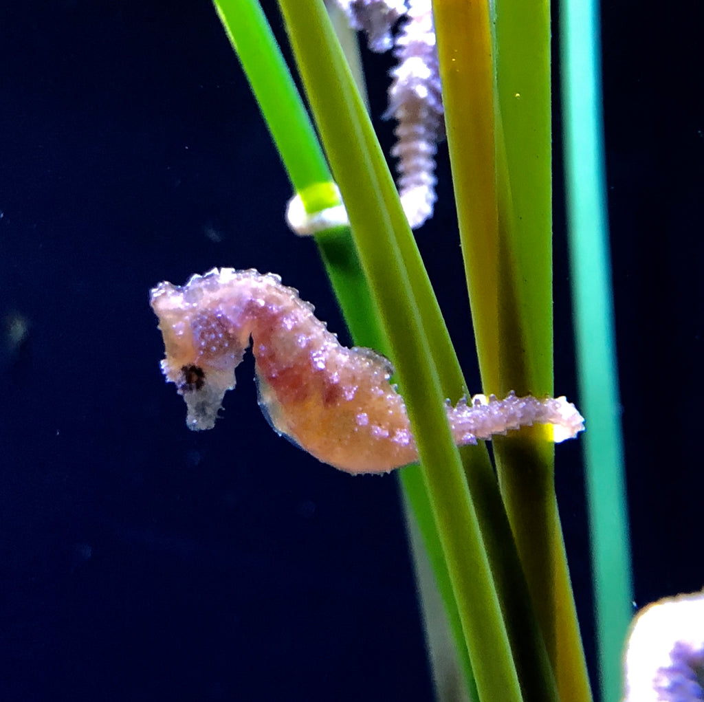 Hydroids in a Seahorse Aquarium