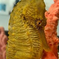 Why Mixing Seahorse Species is Not Recommended