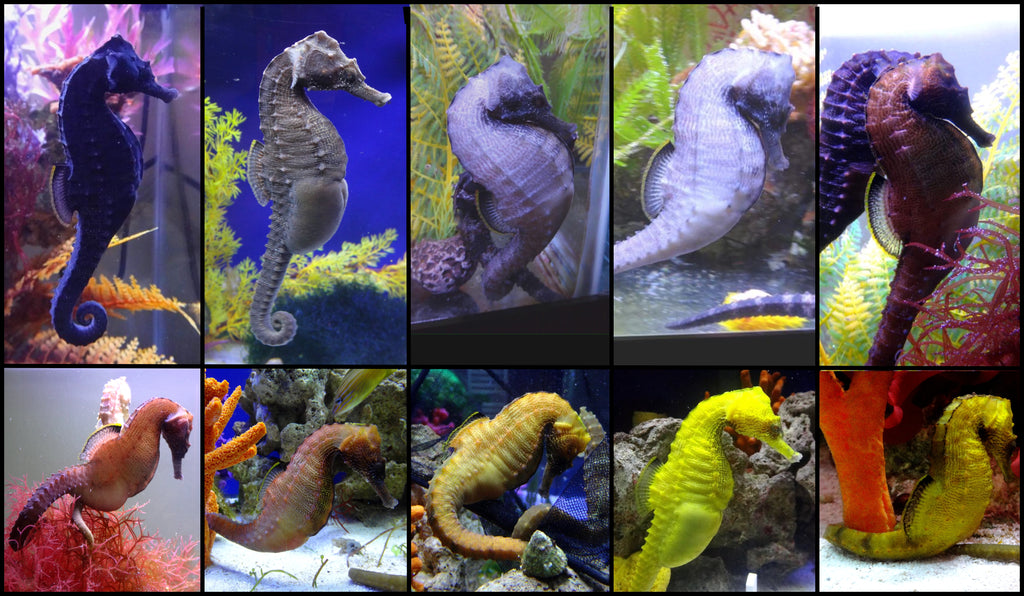 Seahorse Color-Color is Not Fixed and Changes
