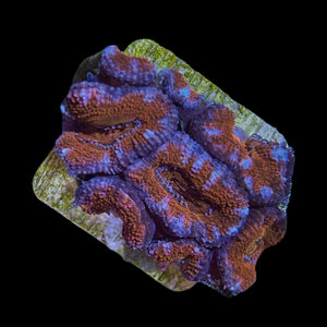 WYSIWYG Red Stripe Australian Acanthastrea-Coral Frag