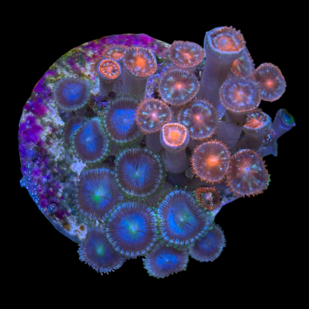 WYSIWYG Zoanthid Frag