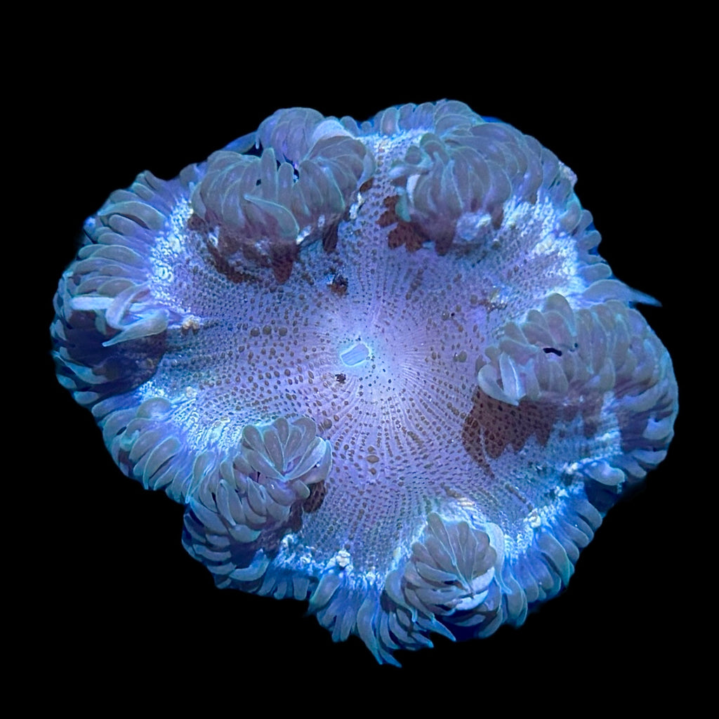 WYSIWYG Emerald Rock Flower Anemone