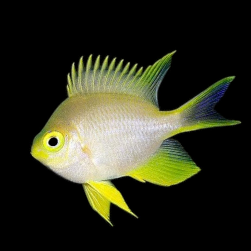 Aquarium Conditioned-Lemon Chromis