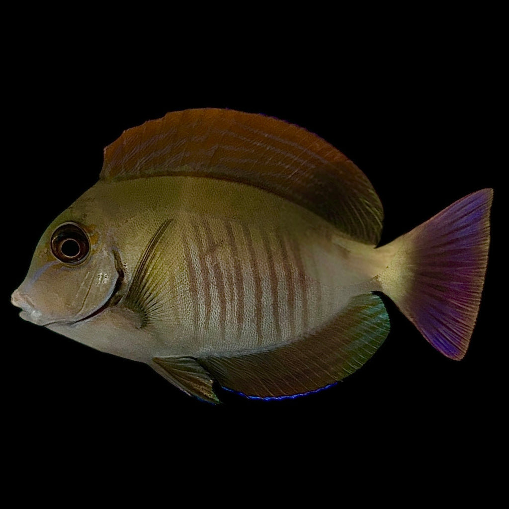 Aquarium Conditioned-Caribbean Doctorfish Tang