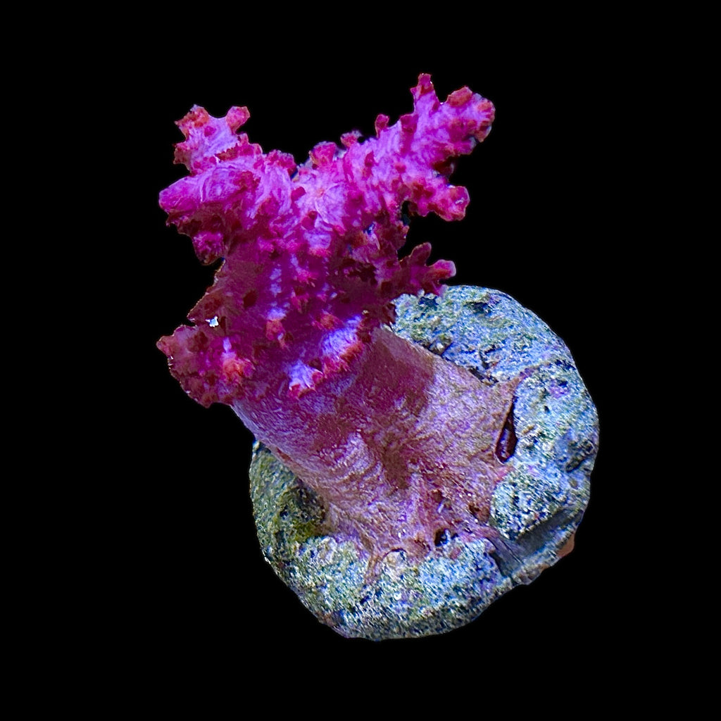 Special-Pink Carnation Dendronephthya Coral