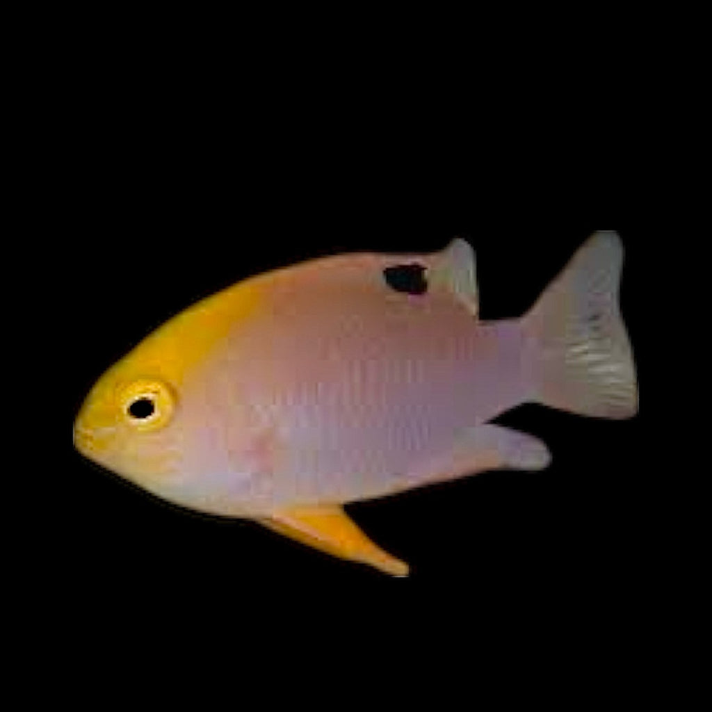 Aquarium Conditioned-Talbot's Damselfish