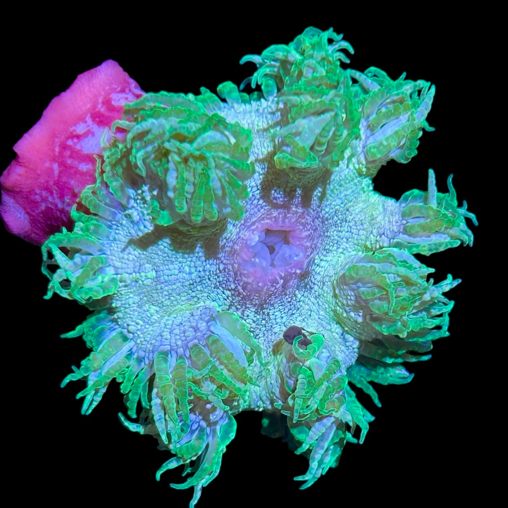 WYSIWYG Neon Green Haitian Rock Flower Anemone