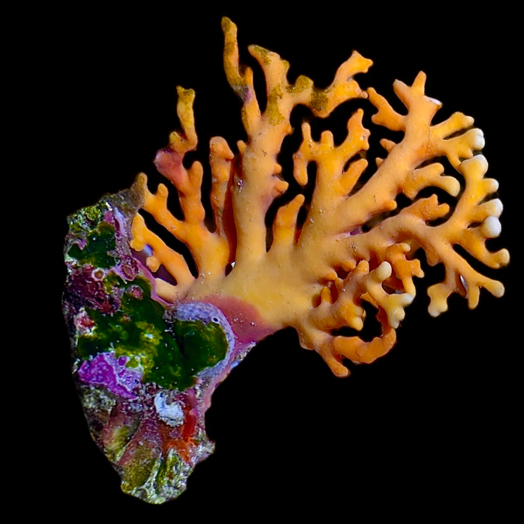 WYSIWYG Australian Orange Lace Coral