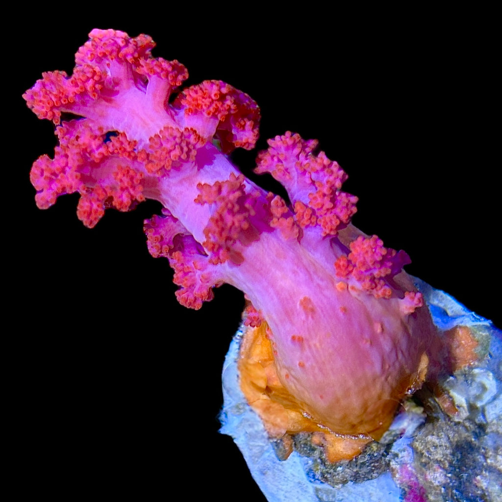 WYSIWYG Bright Pink Carnation Dendronephthya Coral Colony (Non Photosynthetic)