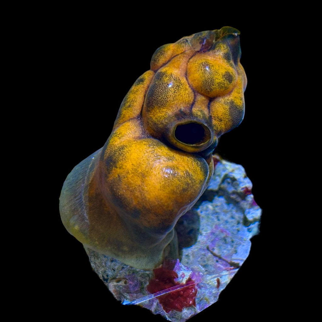 WYSIWYG Orange Pacific Tunicate (Sea Squirt)