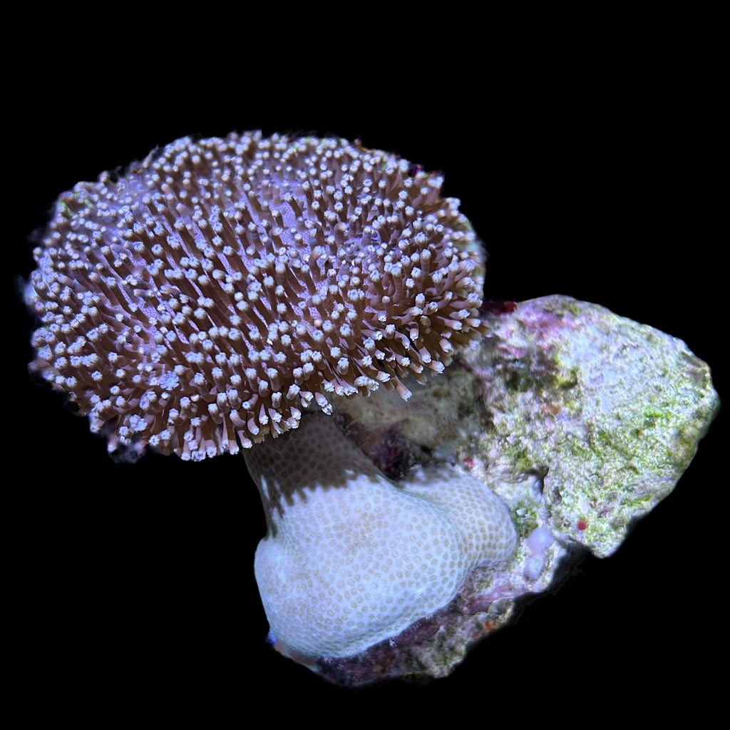 WYSIWYG Fiji Toadstool Leather Coral-Coral Colony