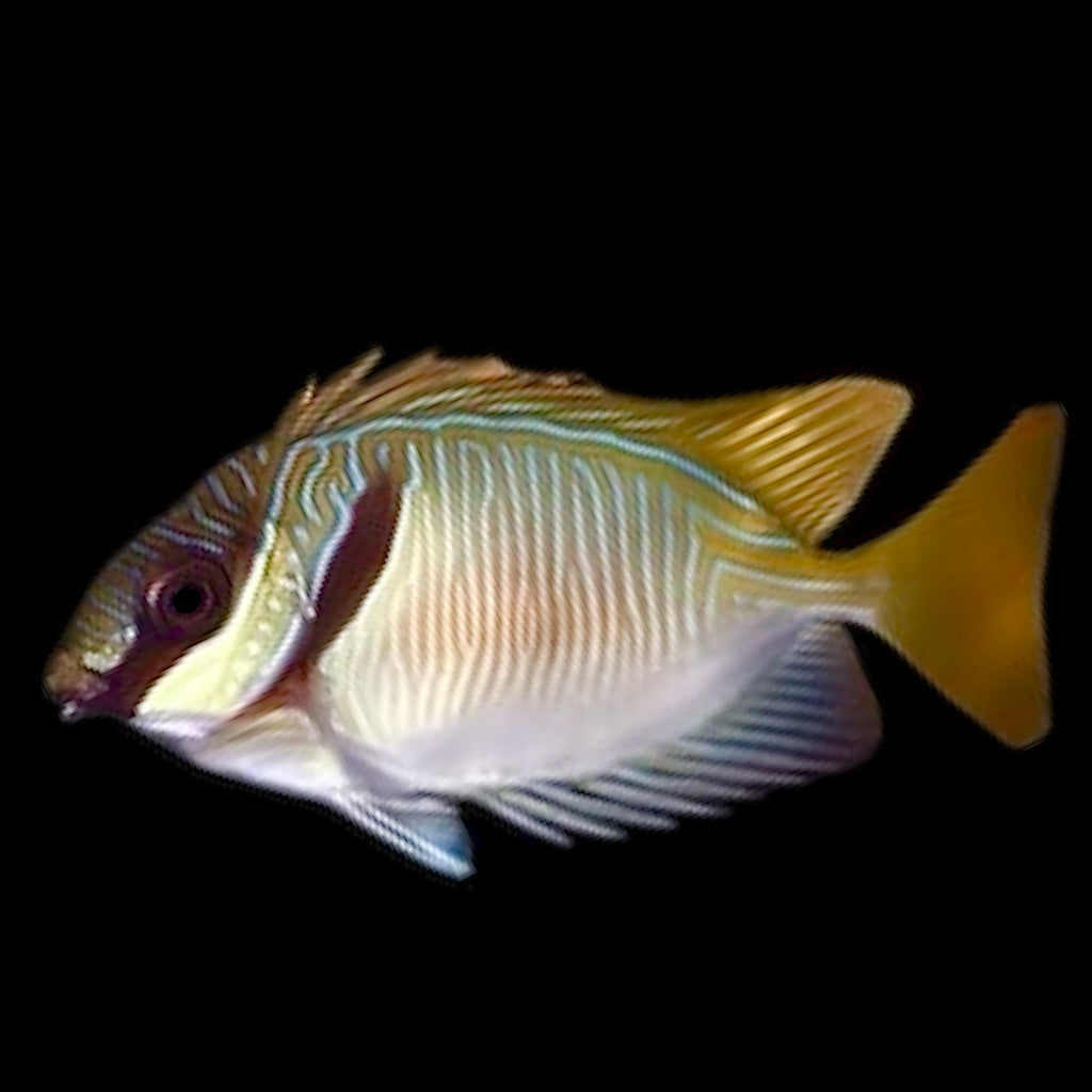 Aquarium Conditioned-Scribbled Foxface Rabbitfish