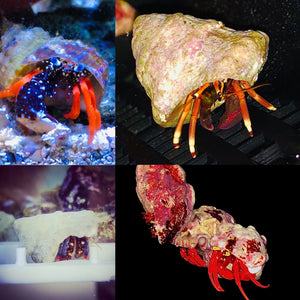 30-55+ Gallon-Hermit Crab Diversity Clean-up Crew Package