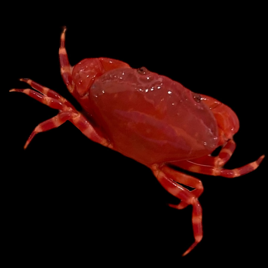 Special-Cherry Candy Stripe Leg Bali Crab