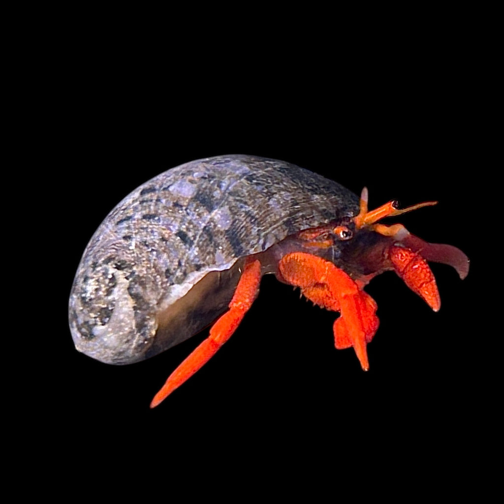 Neon Orange Hermit Crab