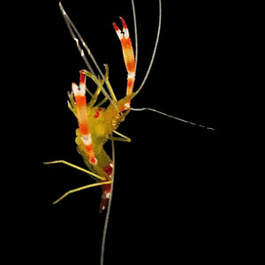 Gold Banded Shrimp-Pair