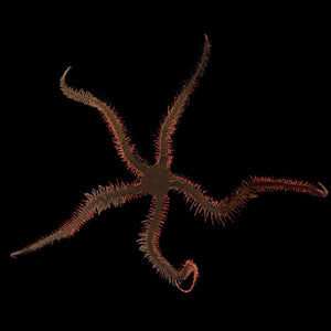 Brittle Starfish