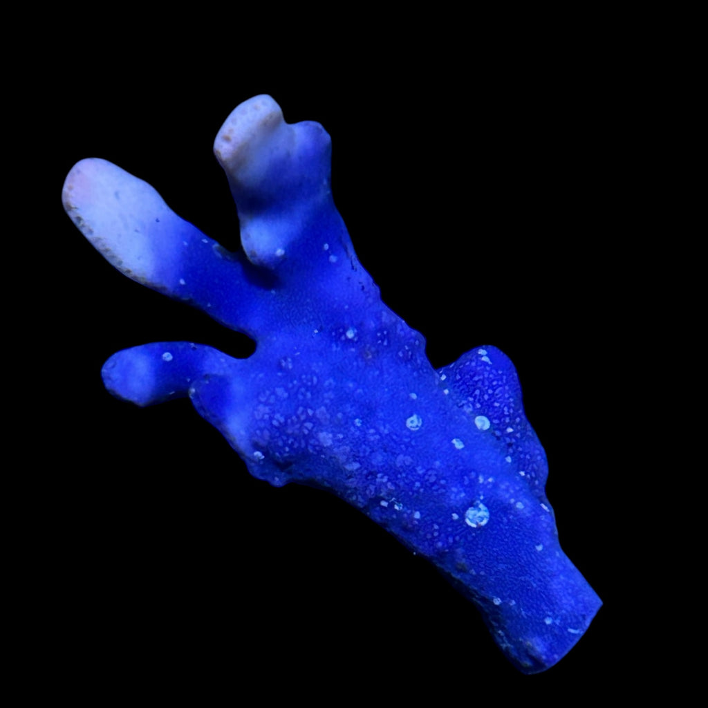 Indonesian Blue Lace Coral-Frag