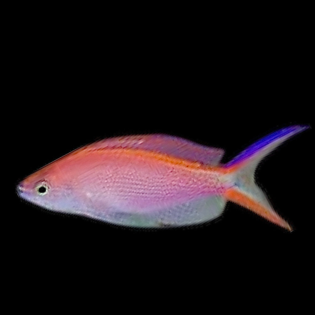 Princess Anthias