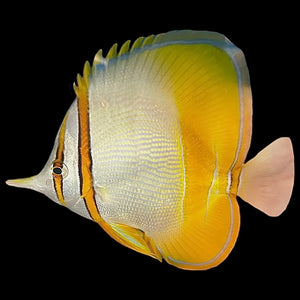 Aquarium Conditioned-Marginalis Butterflyfish