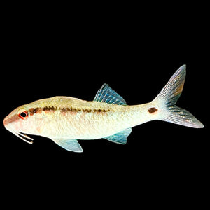 Aquarium Conditioned-Fiji Yellowback Goatfish-Great Sandsifters