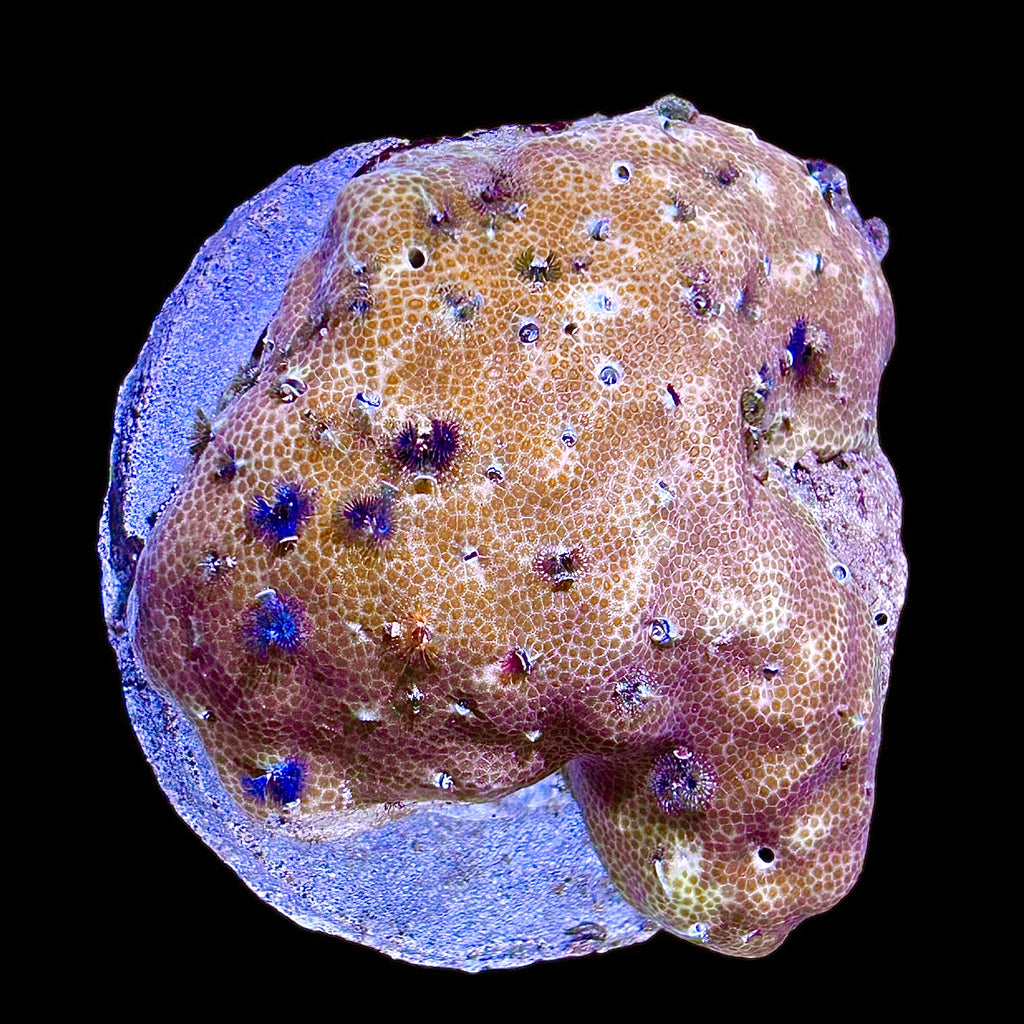 WYSIWYG Colored Feather Duster Worm Rock Porites