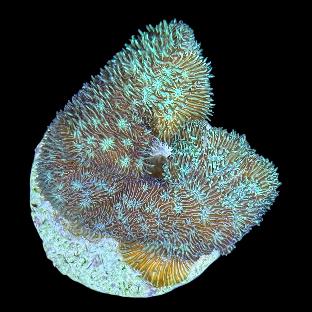 WYSIWYG Fuzzy Pavona Coral-Aquacultured