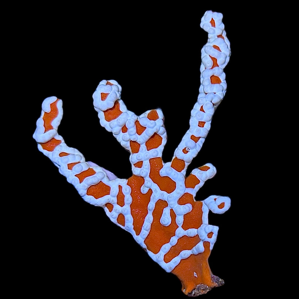 Special-Australian Spider Tree Sponge