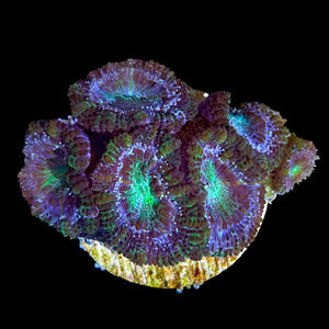 WYSIWYG Australian Acanthastrea Coral