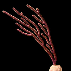 Purple Candelabra Gorgonian-Photosynthetic