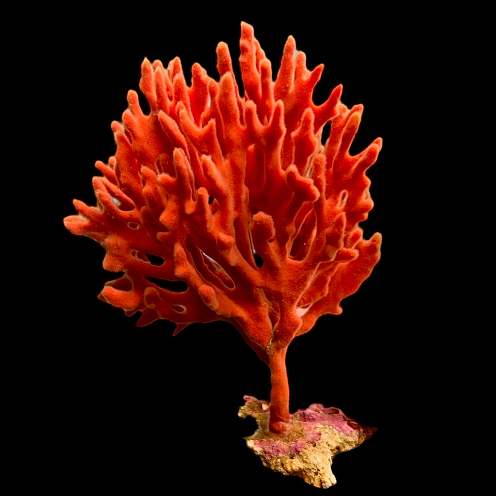 Bright Red Spikey Gulf Sponge