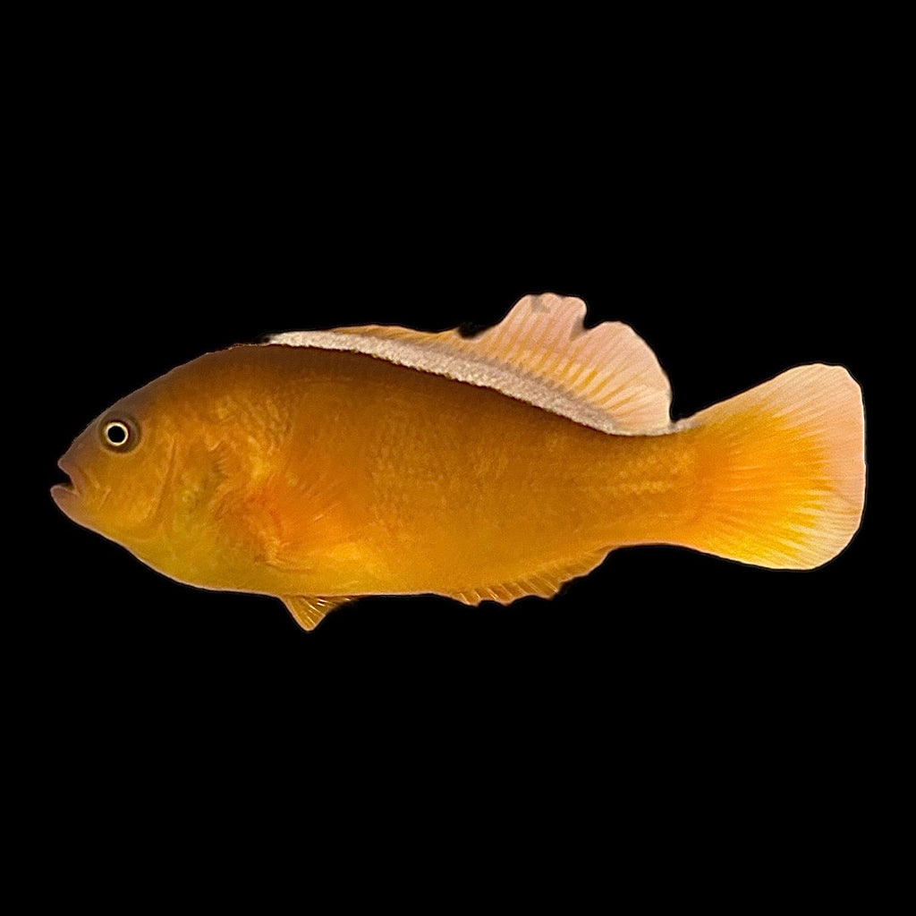 Aquarium Conditioned-Orange Skunk Clownfish
