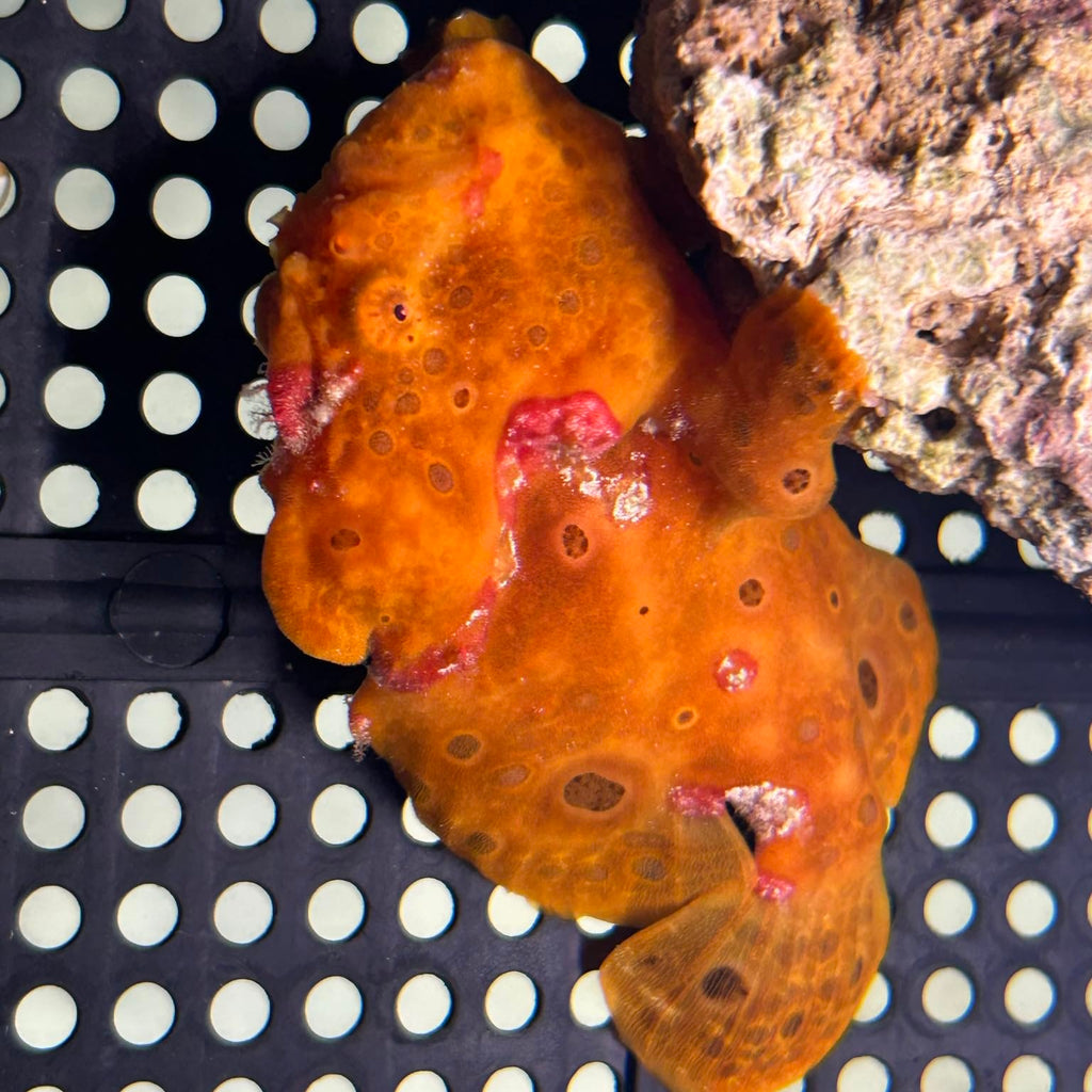 WYSIWYG Aquarium Conditioned-Painted Frogfish