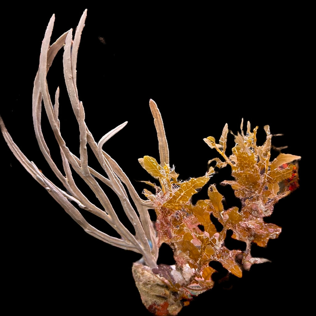 WYSIWYG Gulf Gorgonian Macroalgae Combo Piece