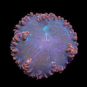 WYSIWYG Red and Green Rock Flower Anemone
