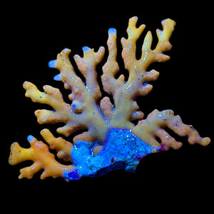 WYSIWYG Indonesian Orange Lace Coral