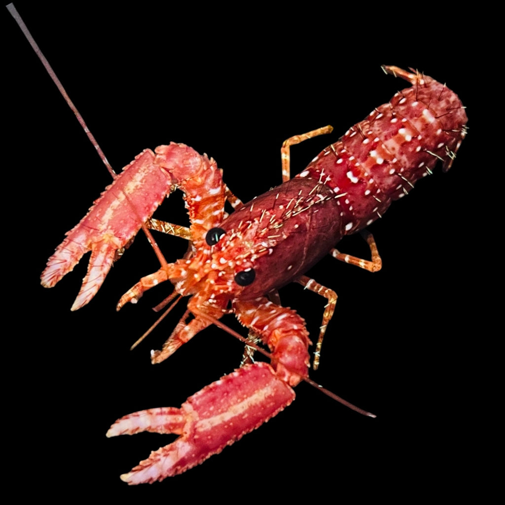 Red Reef Lobster