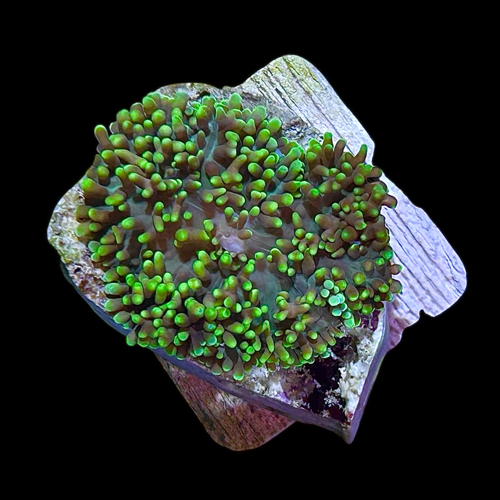 Neon Green Hairy Mushroom