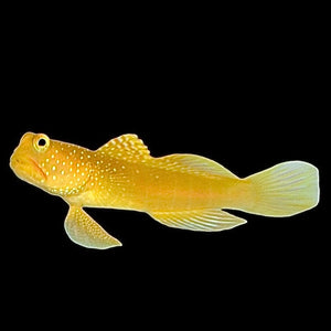 Aquarium Conditioned-Yellow Watchman Goby