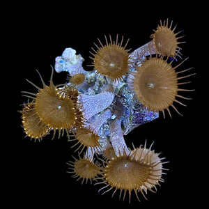 Special-Caribbean Cinnamon Polyp Cluster