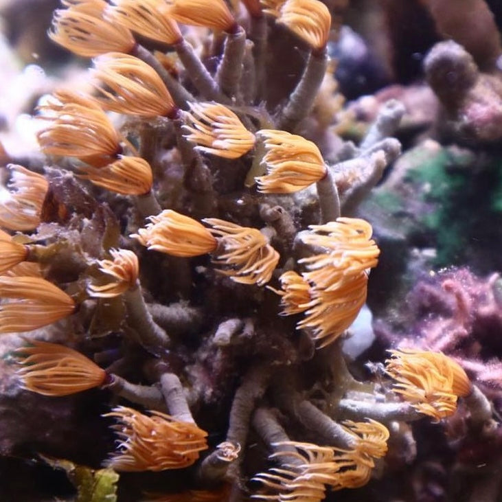 Cluster Duster Mini Colony