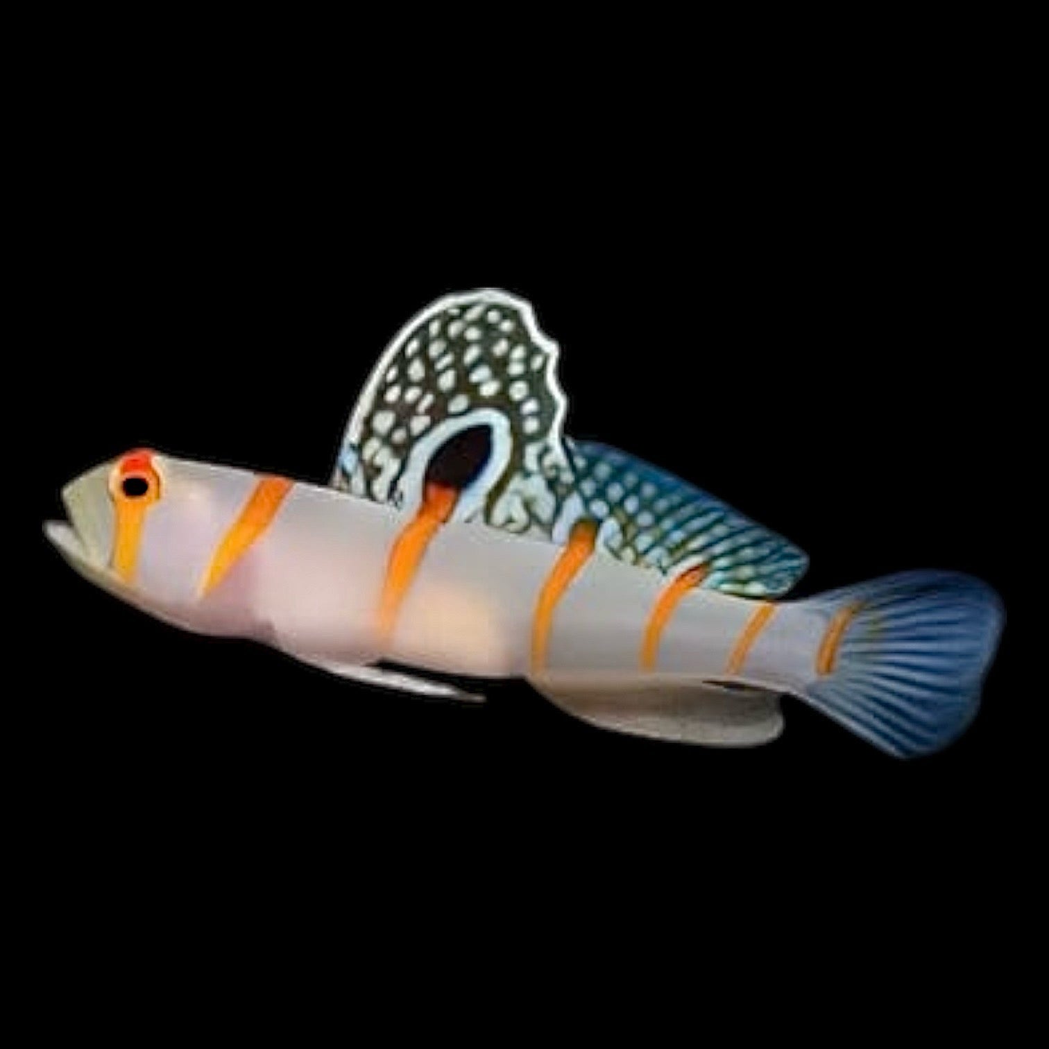 Goby – Alyssa's Seahorse Savvy