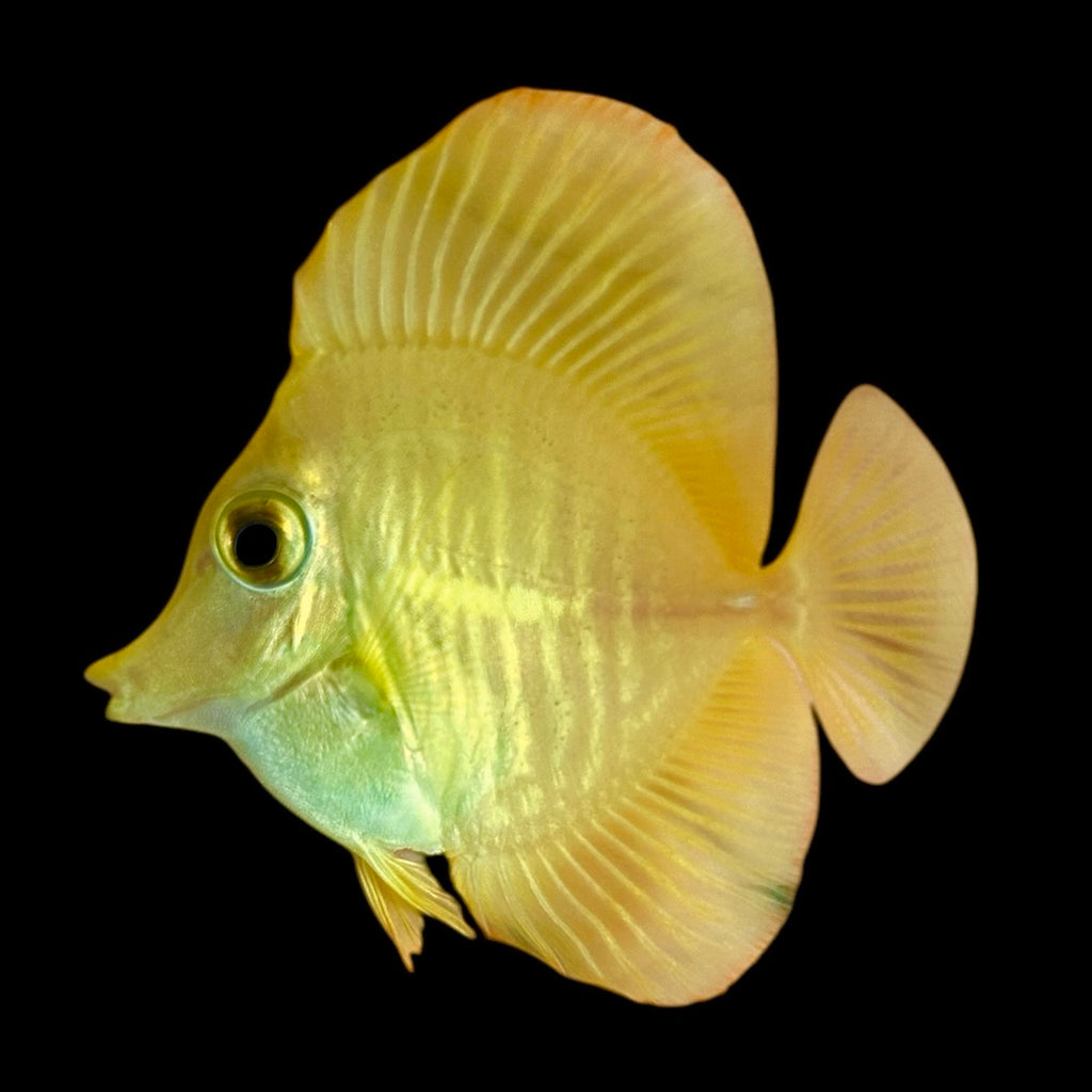 Yellow Tang-Captive Bred (WYSIWYG)