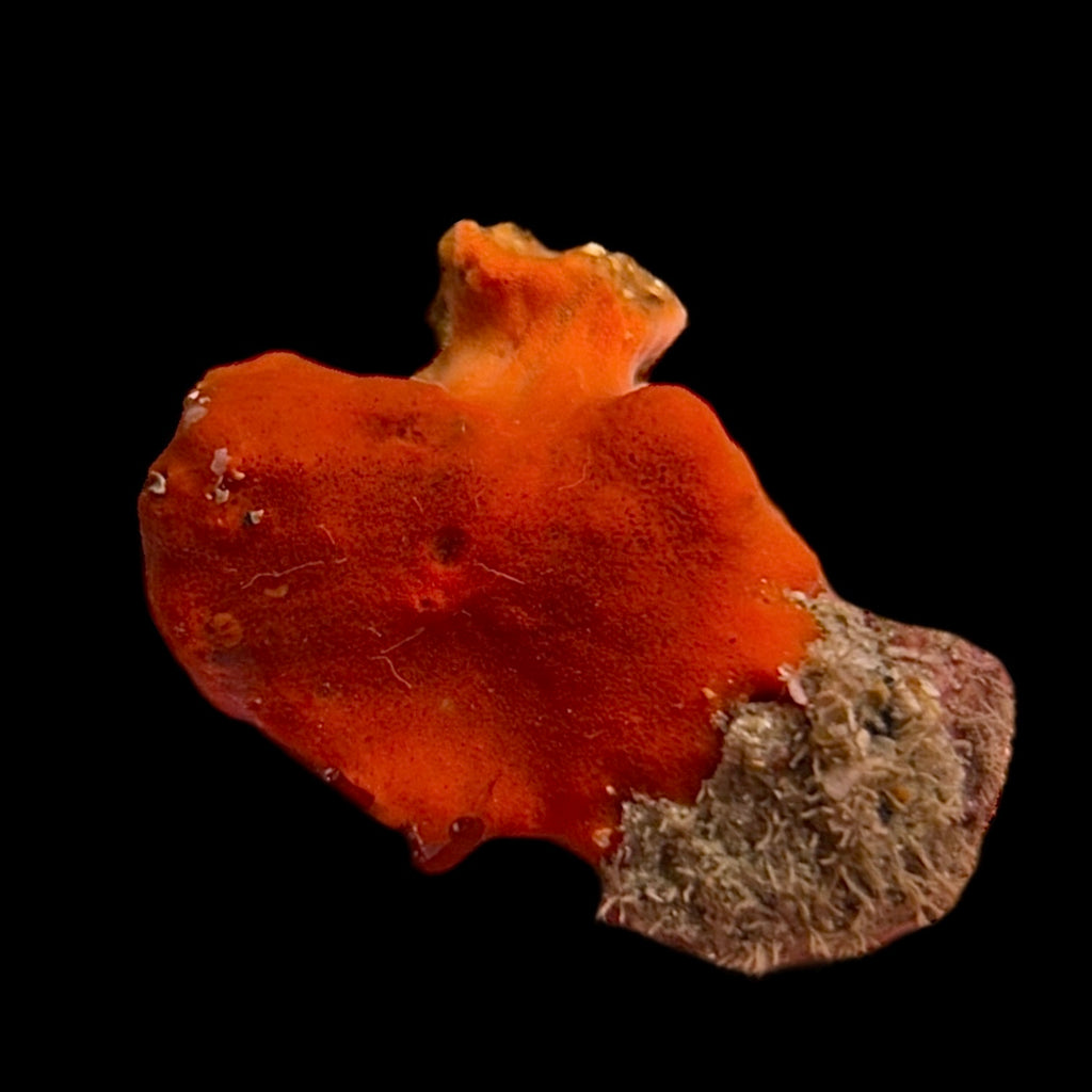 WYSIWYG Red Knob Encrusting Sponge (Small Size)