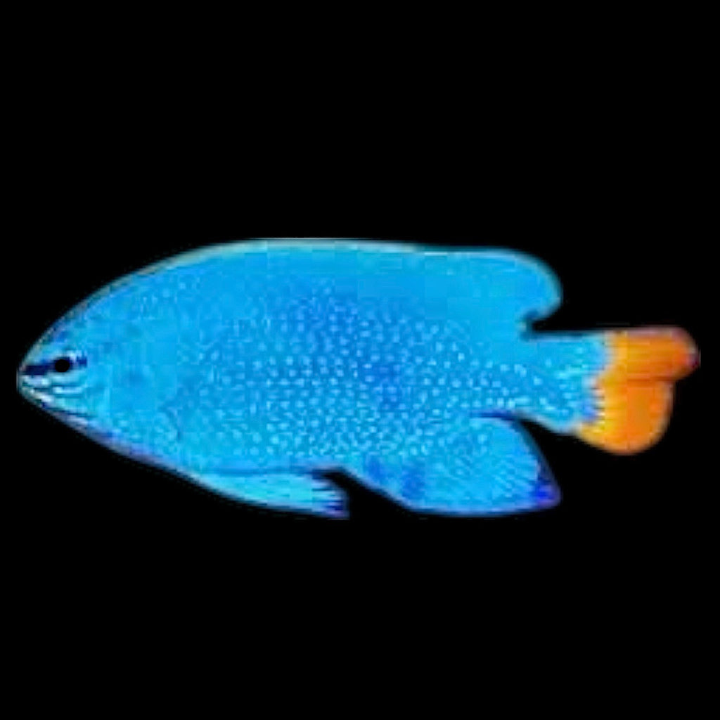 Aquarium Conditioned-Orange Tail Damselfish